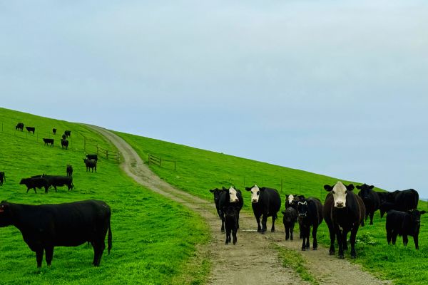 cows